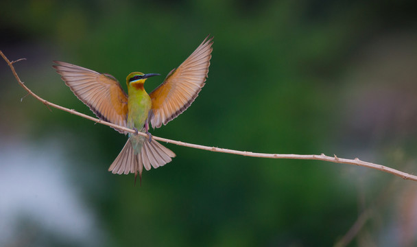蜂虎