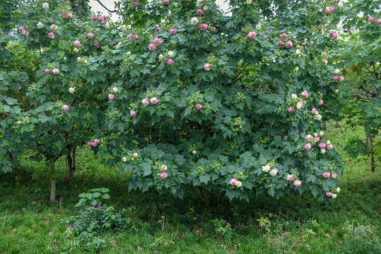 芙蓉花