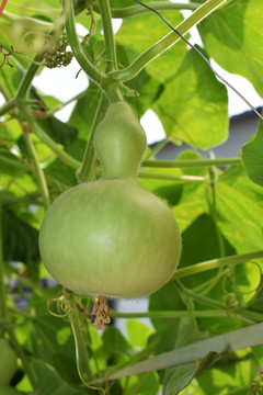 葫蘆