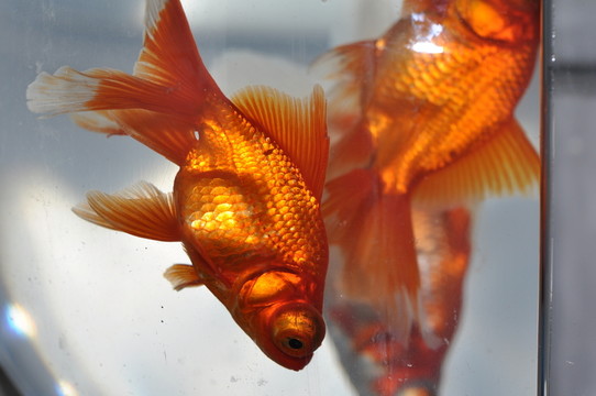 金魚(yú)