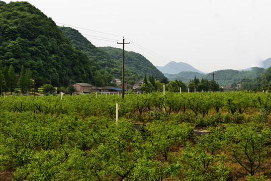 冬棗 冬棗園