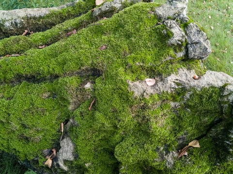 假山青苔