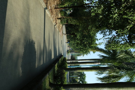 村間林蔭道