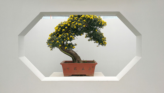 盆景 菊花