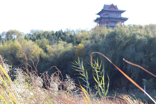 秋草