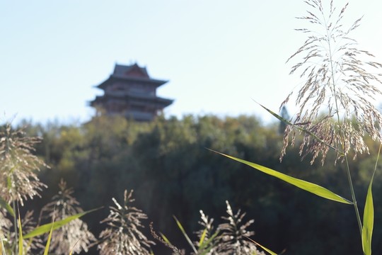 秋草