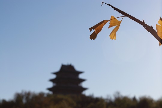 銀杏葉
