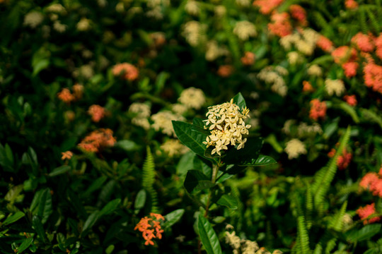 鮮花