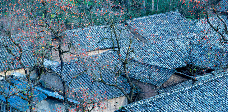 柿子樹(shù)