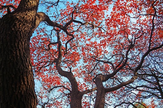 紅葉