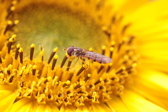 向日葵和hoverfly