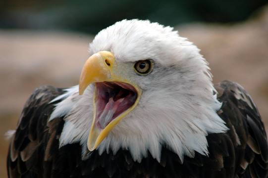 weisskopfseeadler