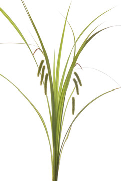 草