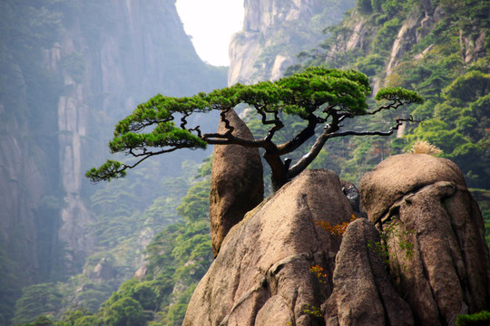 黃山