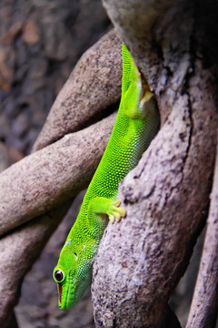 馬達(dá)加斯加大壁虎（Phelsuma grandis）
