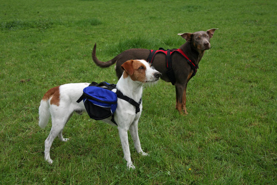 jack russell犬hundebag
