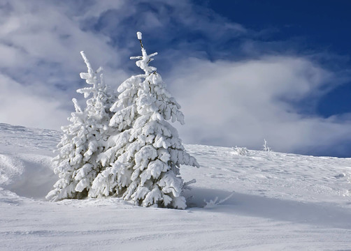 在雪中云杉