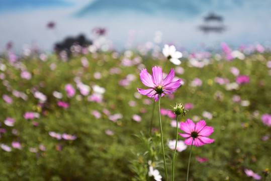 花叢
