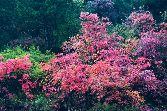 黃櫨紅了