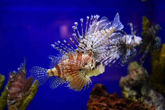 獅子魚