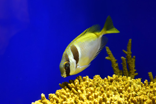 藍子魚