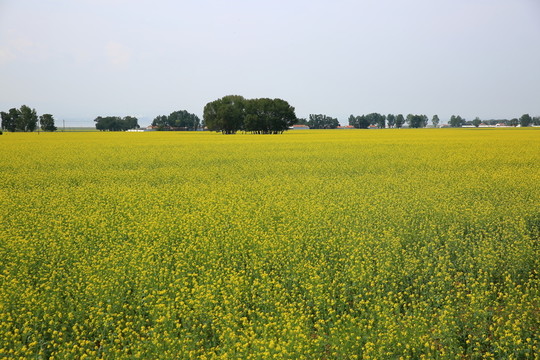 油菜花