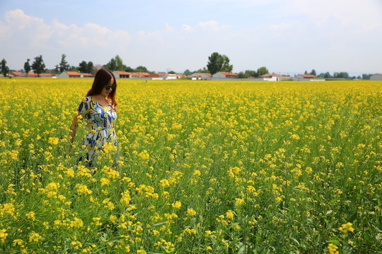 油菜花