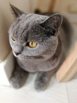 家貓