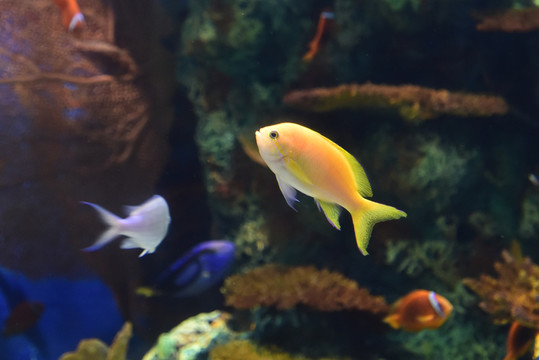水中的小黃魚