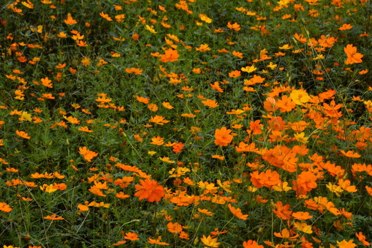 百花渡