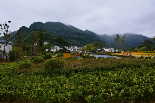 花園