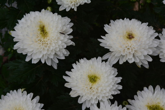 白花