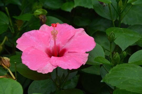 紅花
