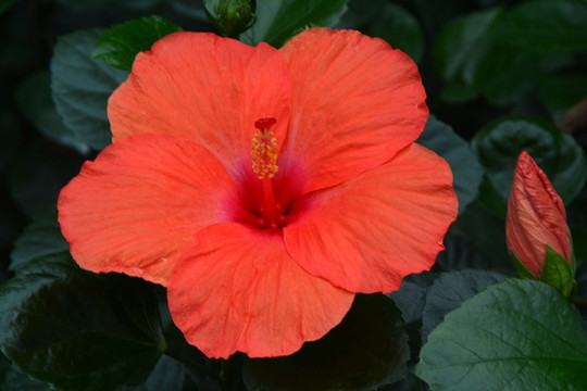 紅花