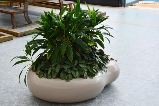植物