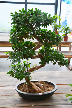 植物