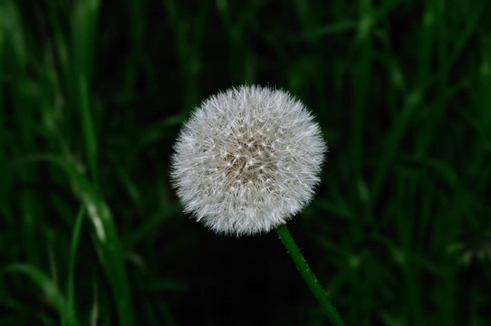蒲公英
