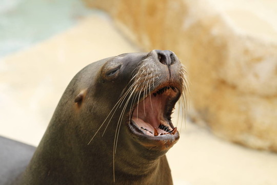 海獅