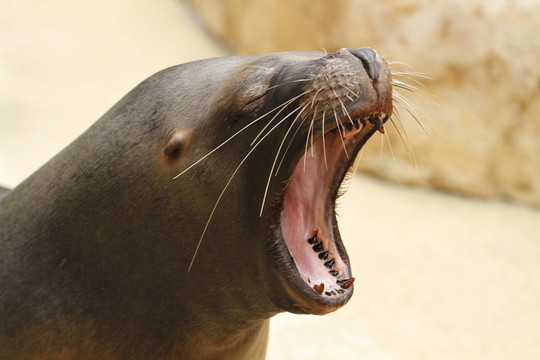 海獅