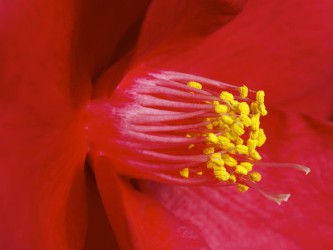 山茶