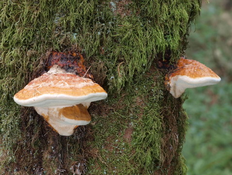 fichtenporling擬層孔菌屬