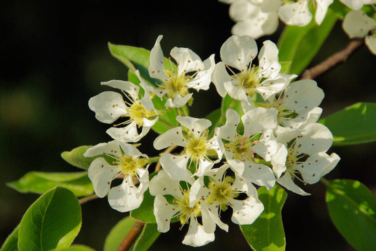 09 birnbaumblte梨樹開花