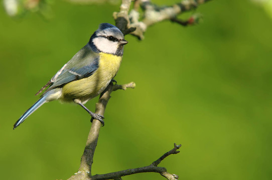 bluetit