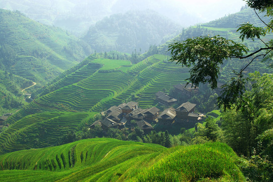 農(nóng)業(yè)