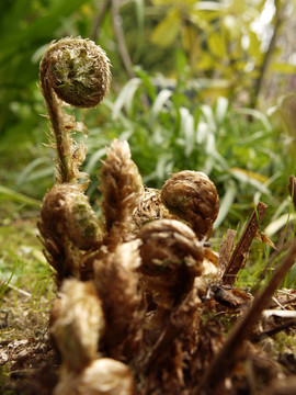 蕨類植物