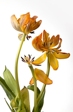 橙花