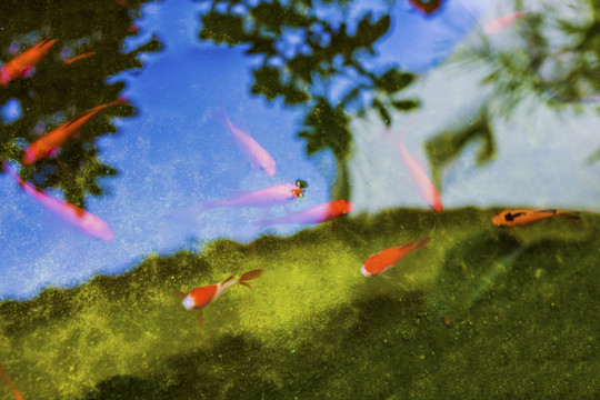 金魚