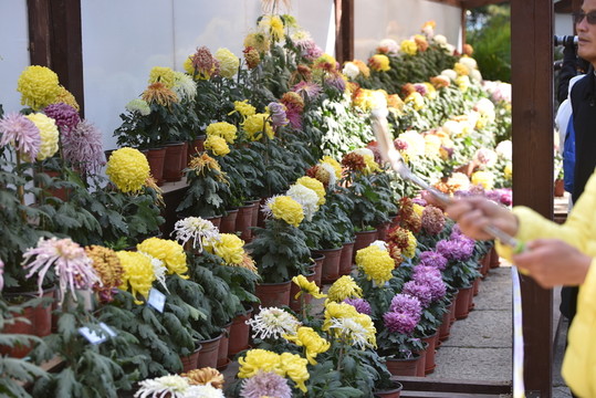 趵突泉菊花展