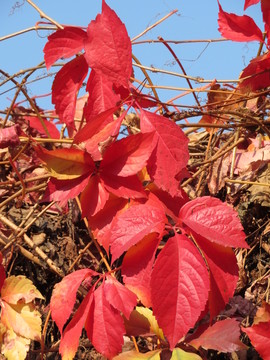 紅葉