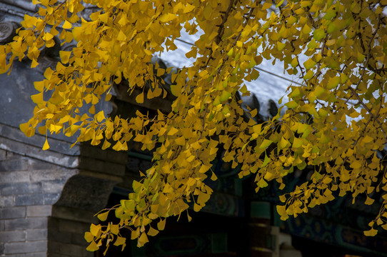 北京潭柘寺
